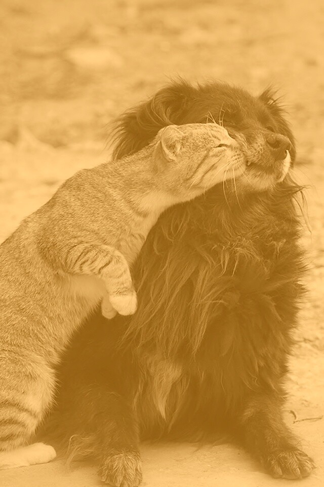 Поцелуй кошки и собаки обои