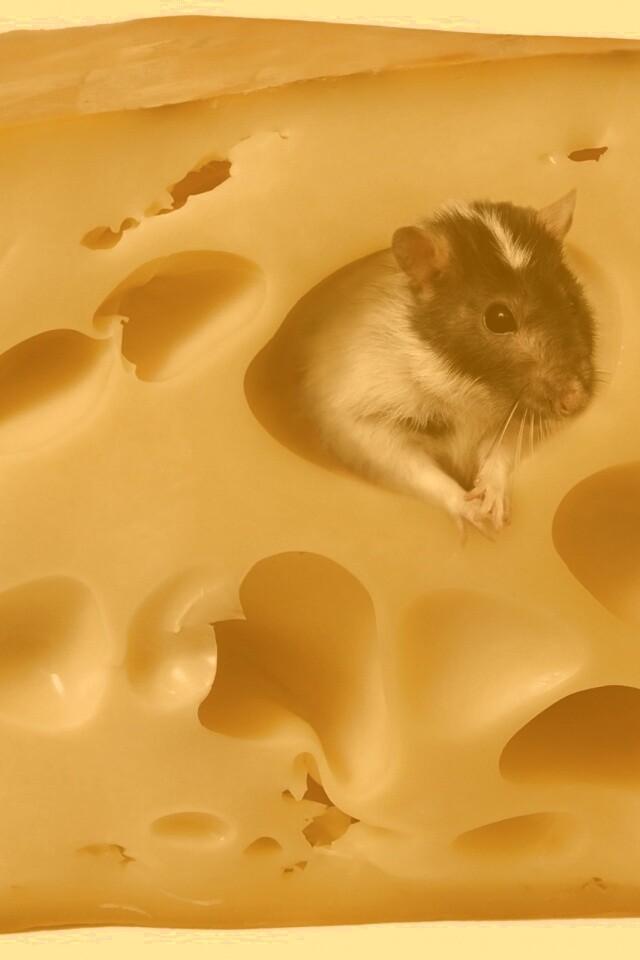 Мышка в сыре обои