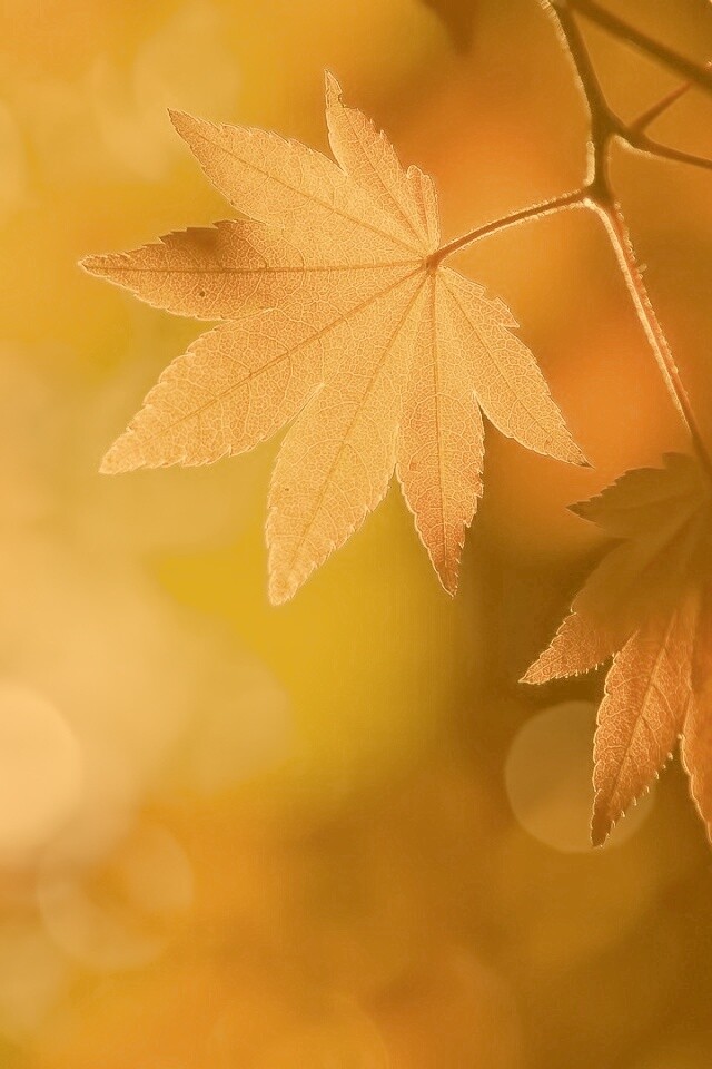 Осенние листья обои