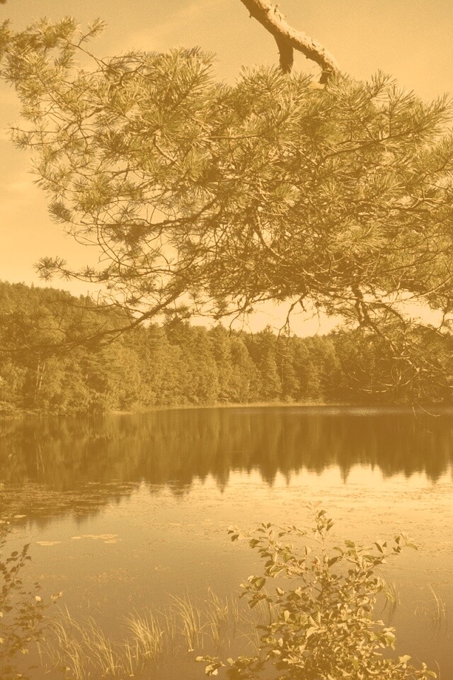 Ветка сосны над озером обои