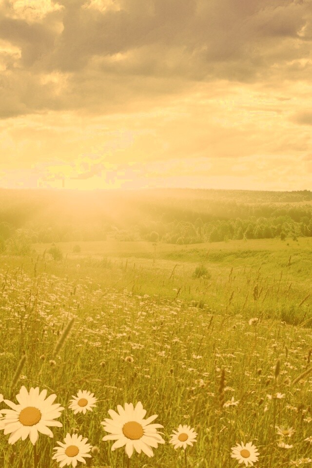 Летний восход обои