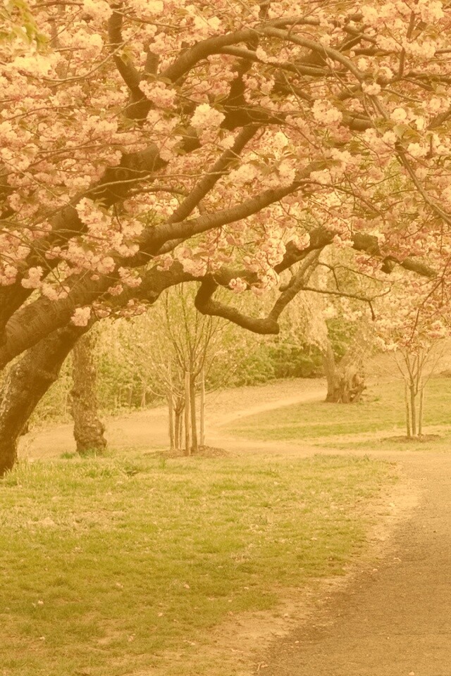 Дорожка между деревьями обои