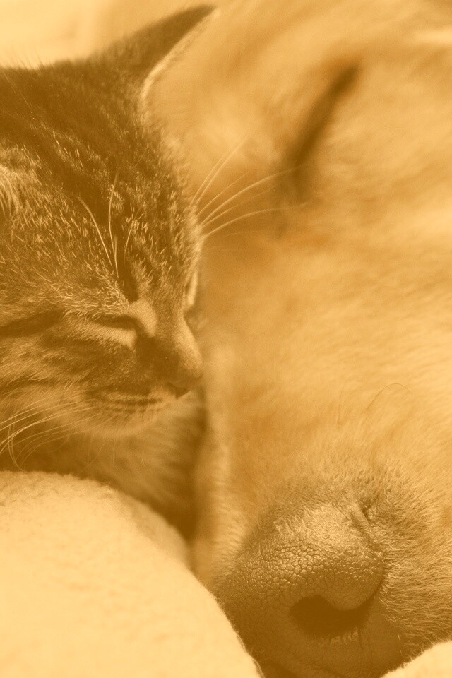 Кошка спит с собакой обои