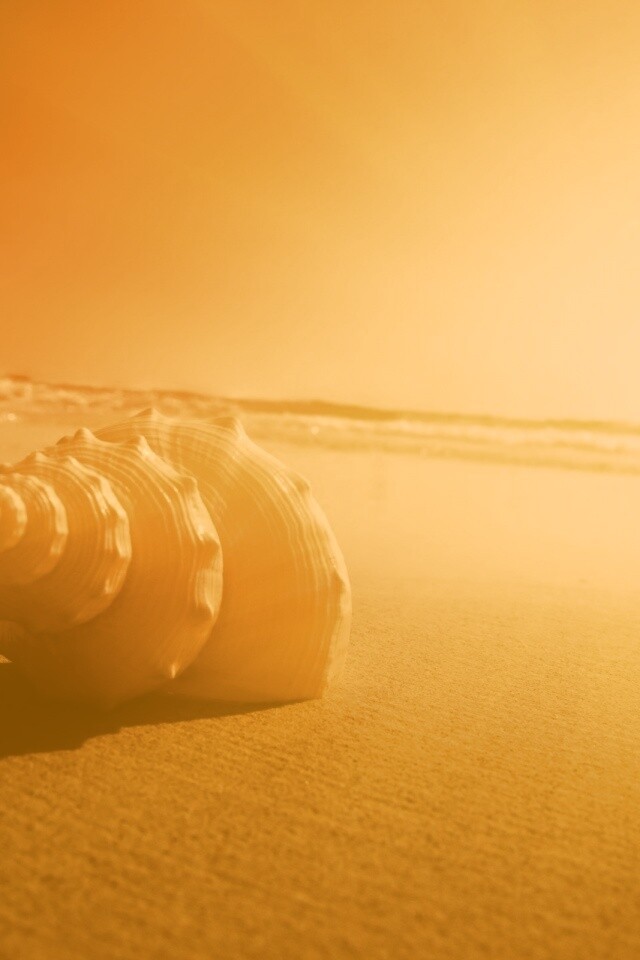 Золотистая ракушка обои