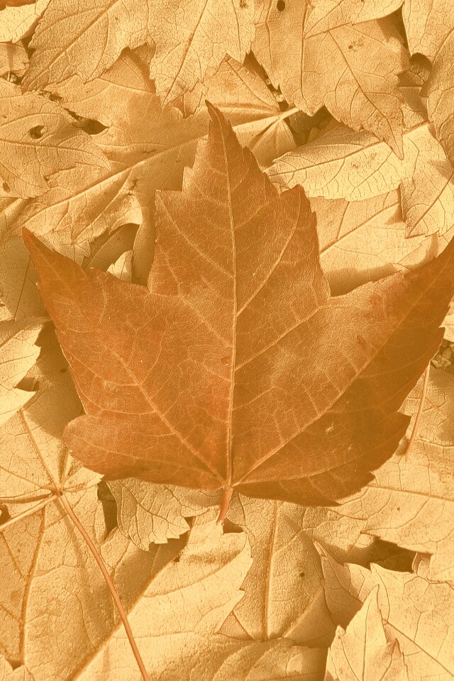 Флаг Канады из листьев обои