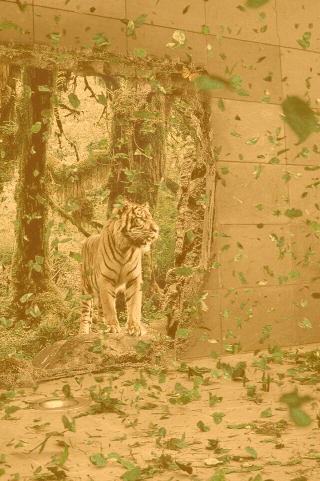 Портал в джунги обои