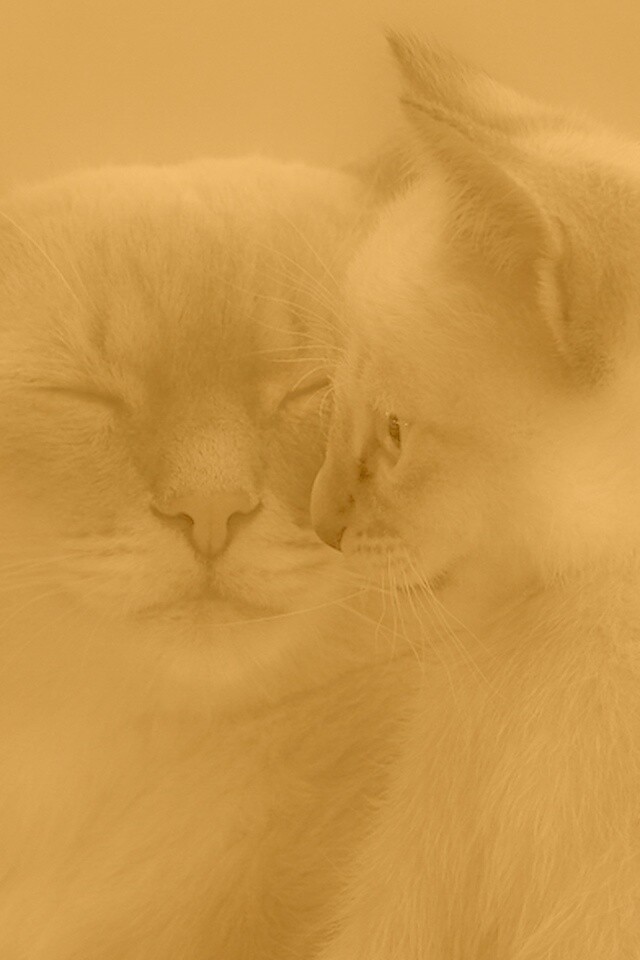 Кошка с котенком обои