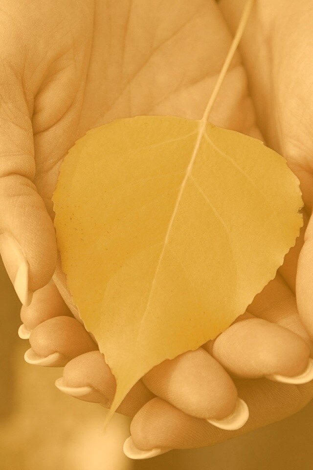 Осенний лист в руках обои