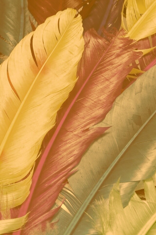 Разноцветные перья обои