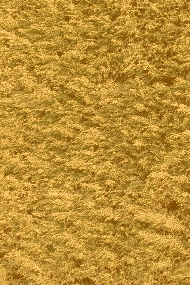 Густые хвойные заросли обои