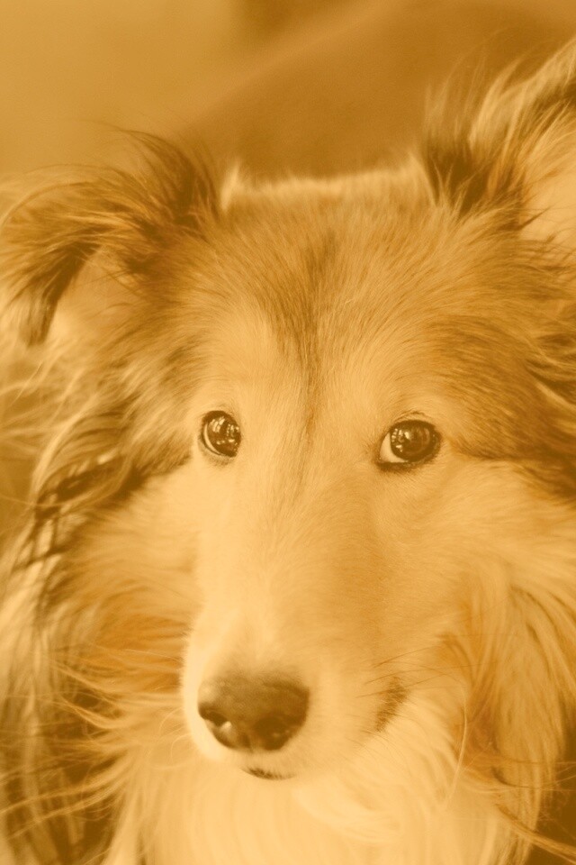 Колли с умными глазами обои