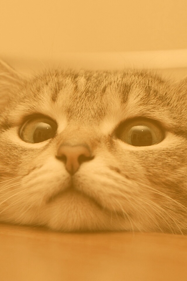 Любопытный котейка обои