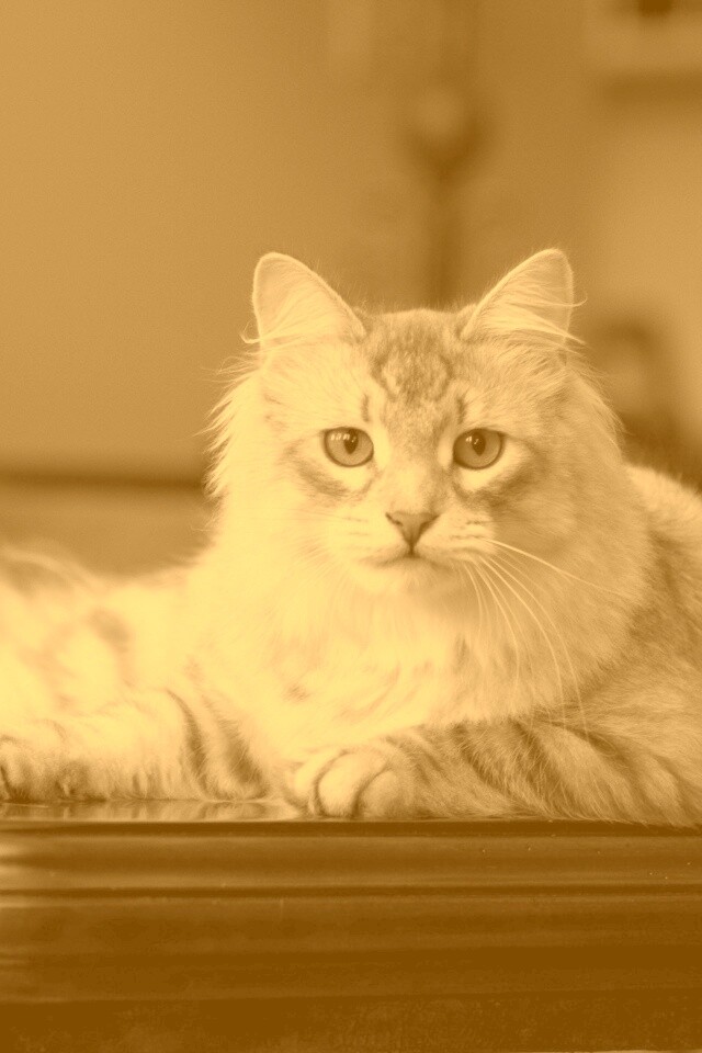 Кот благородных кровей обои