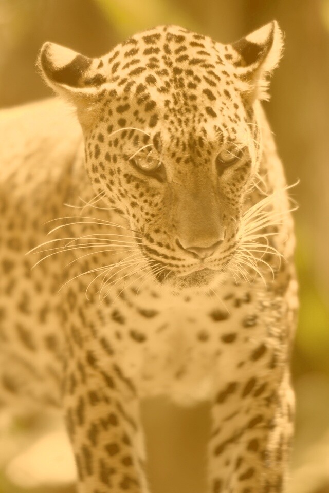 Леопард в сингапурском зоопарке обои
