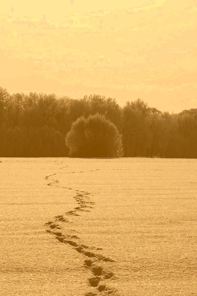 Следы на снегу обои