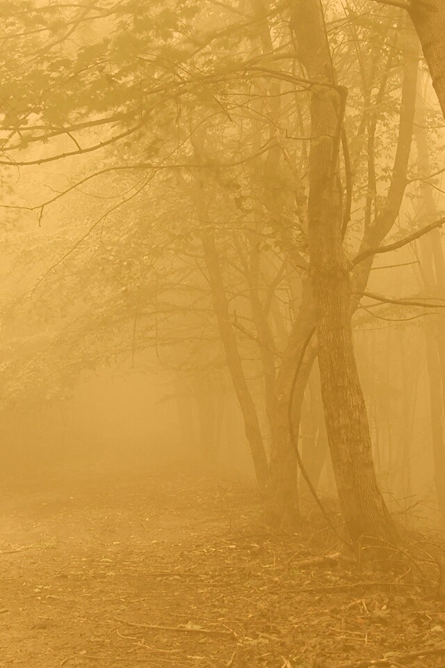 Зеленоватый туман обои