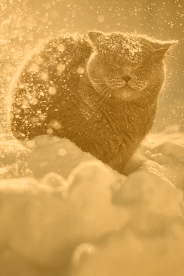 Британце в снегу обои