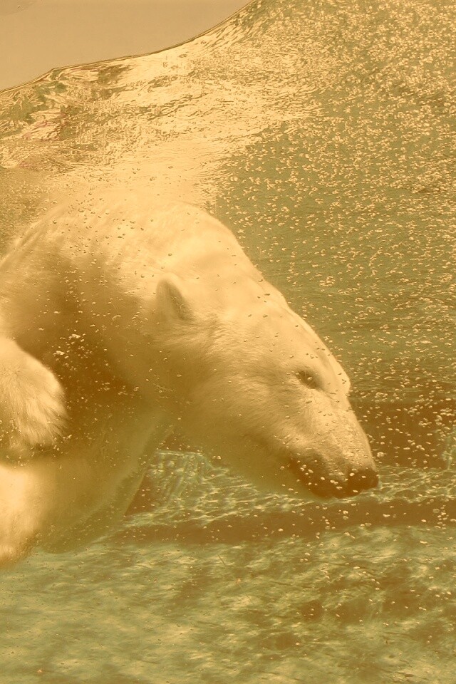 Нырнувший белый медведь обои