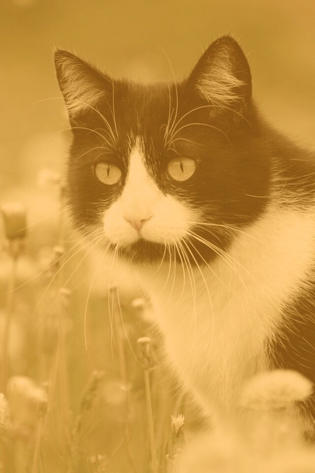 Кот в одуванчиках обои