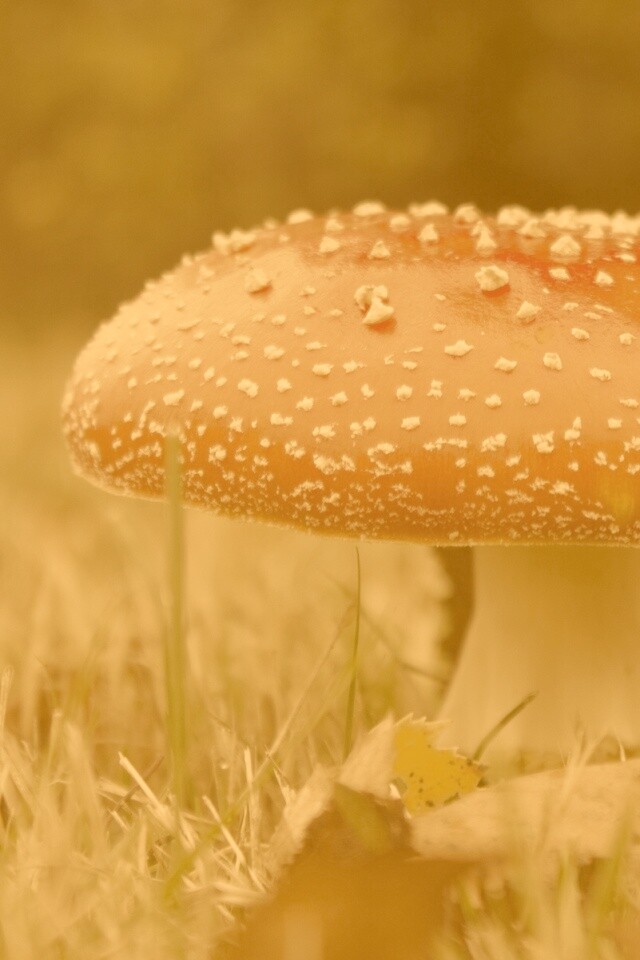 Мухомор обои