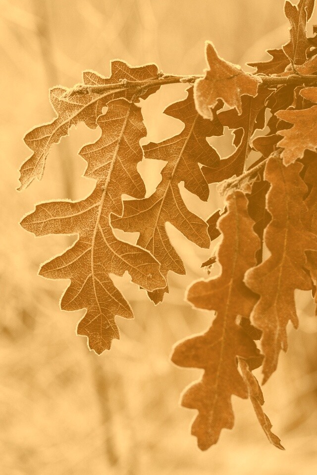 Дубовые листья обои