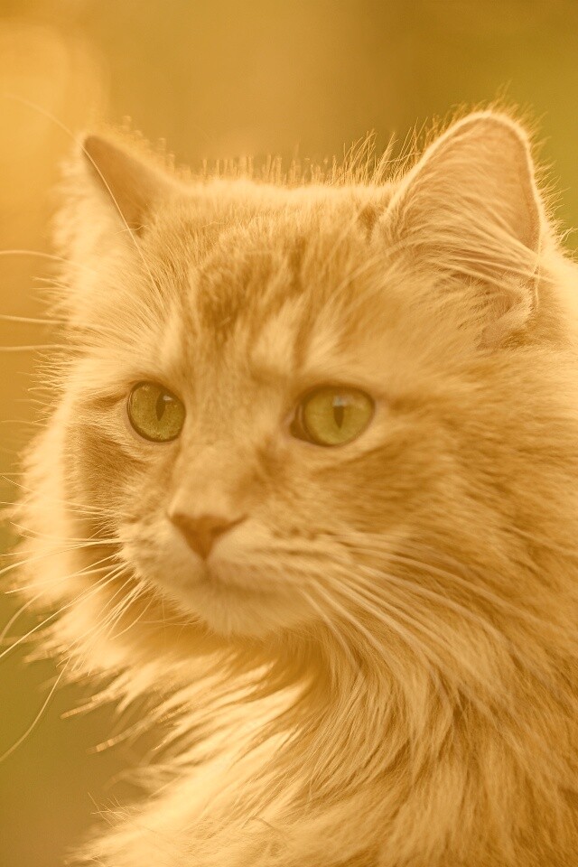 Рыжий кот в лучах солнца обои