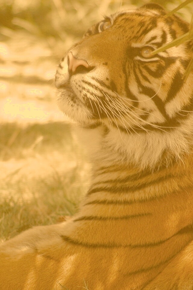 Отдыхающий в теньке хищник обои