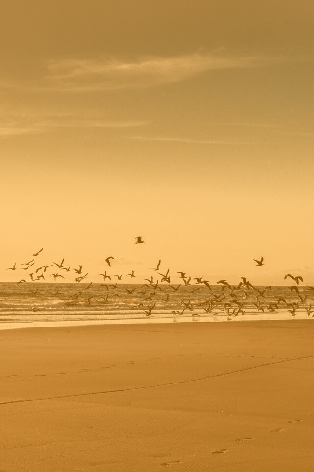 Стая птиц на пляже обои