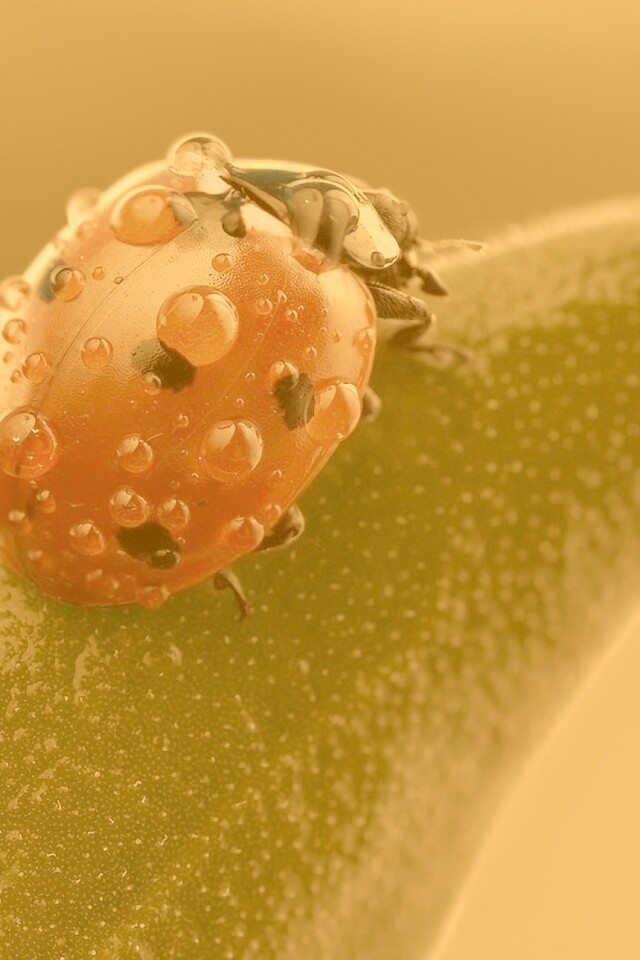 Божья коровка в макро обои