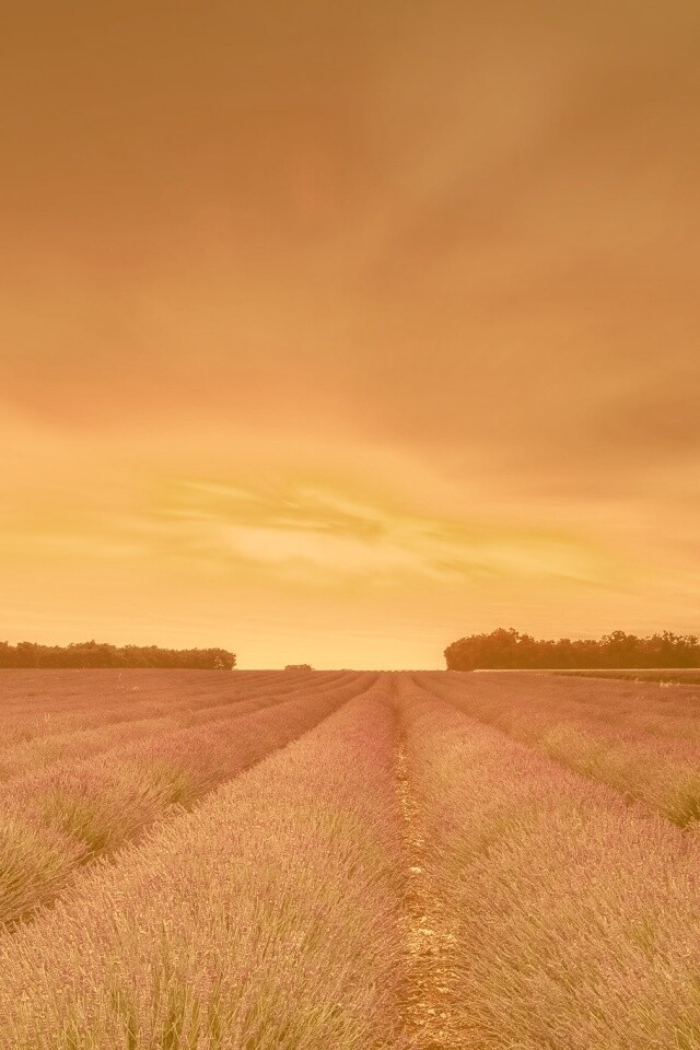 Поле фиолетовых цветов на закате обои