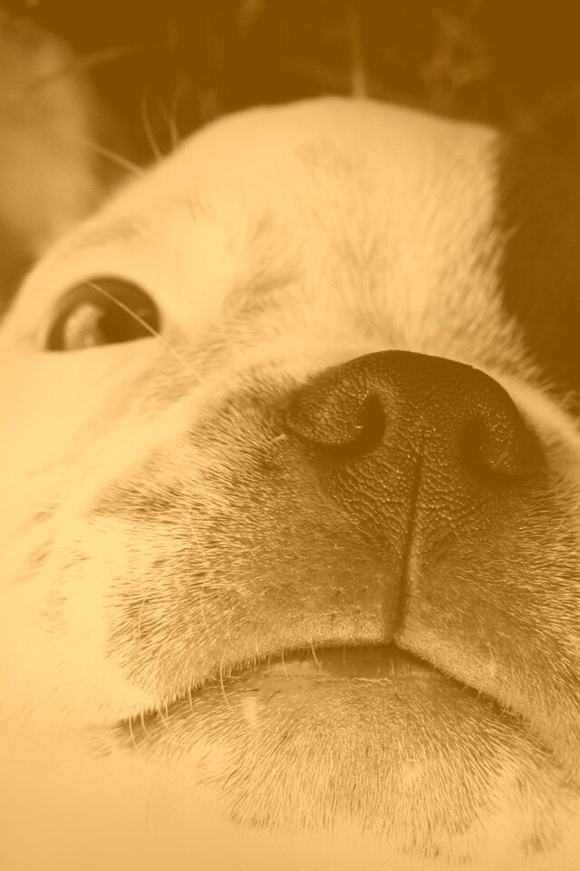 Бостонский терьер обои