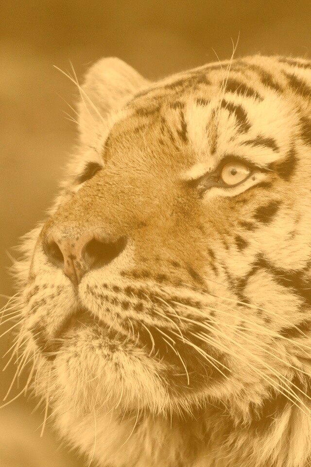 Амурский тигр обои