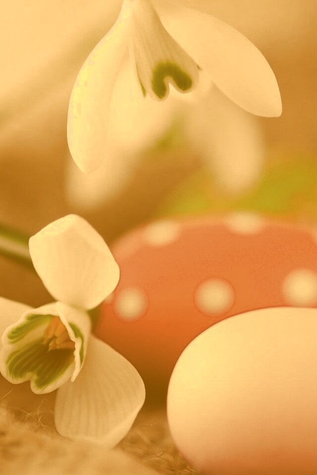 Белый цветок и яйца обои