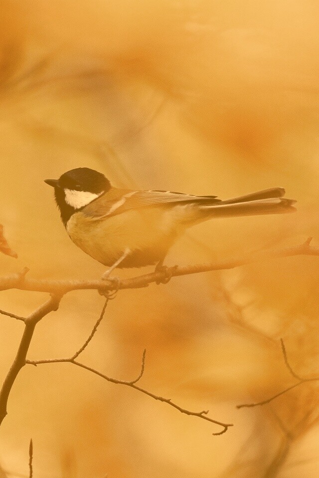 Синичка в желтой листве обои