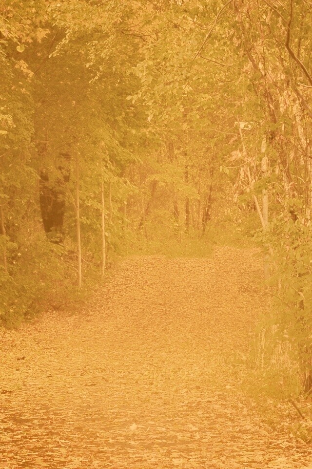 Дорожка в осеннем лесу обои
