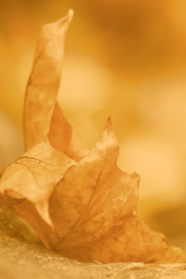 Пламенеющий осенний лист обои