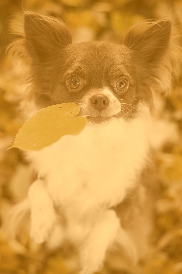 Собачка с листиком в зубах обои