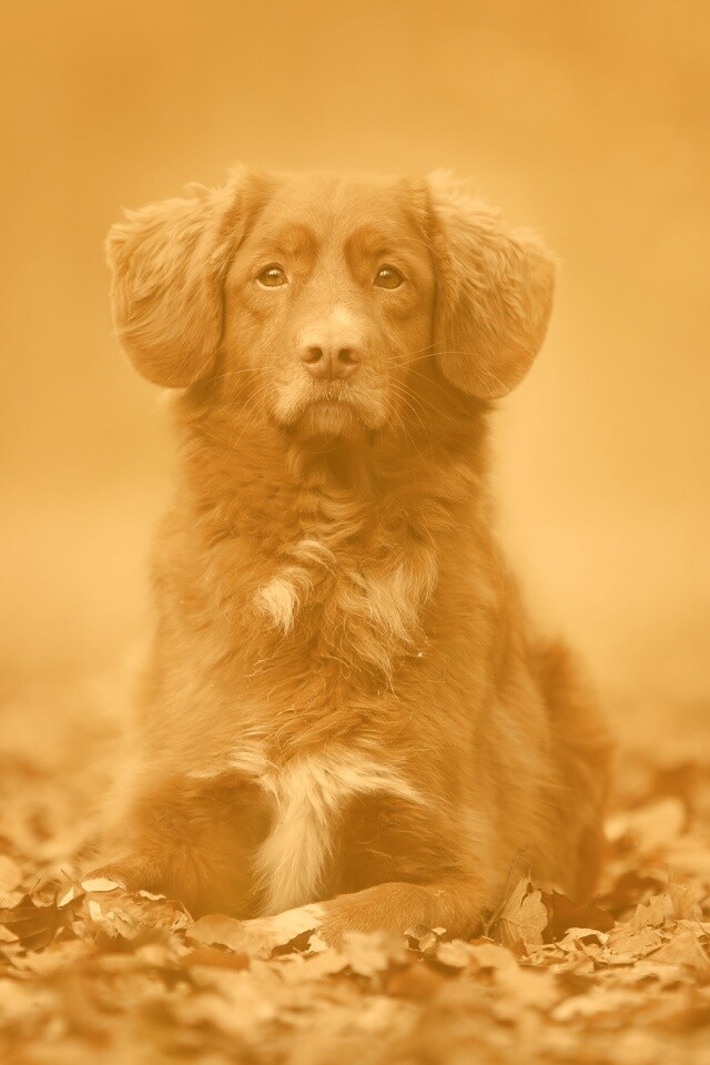 Осенний пес обои