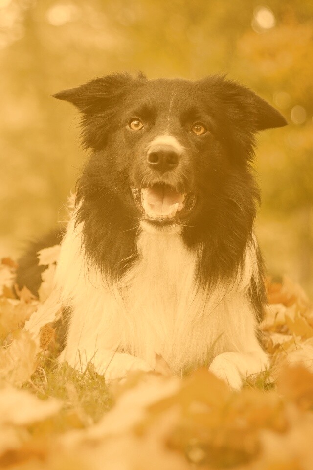 Пес среди листвы обои