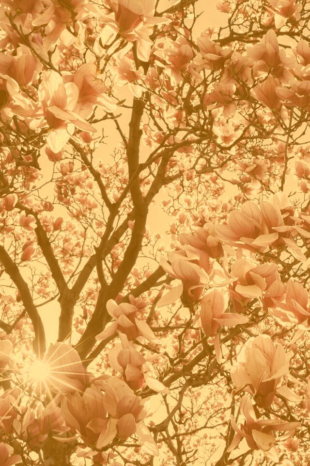 Магнолия обои