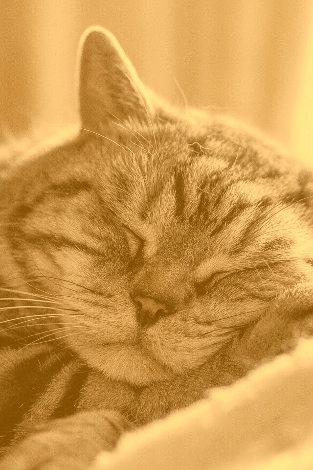 Спящий кошак обои