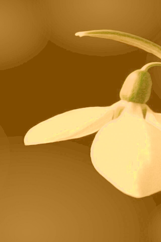 Белый цветок обои