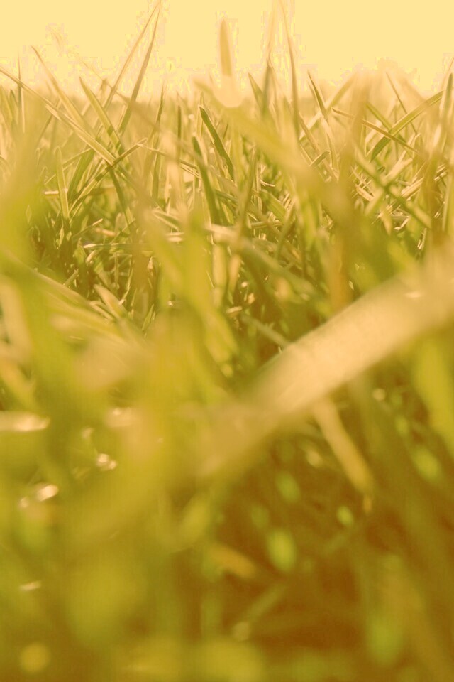 Трава обои