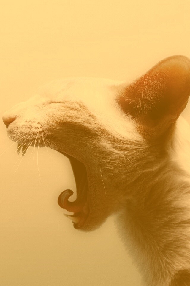 Кошака-зевака обои