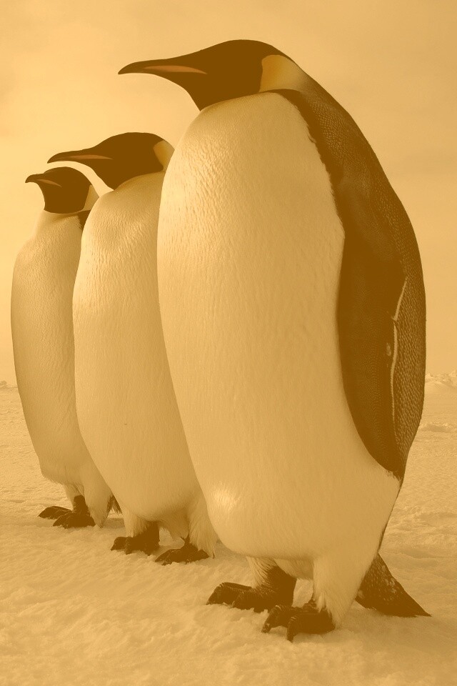 Слет пингвинов обои