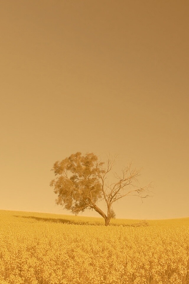 Дерево в поле обои