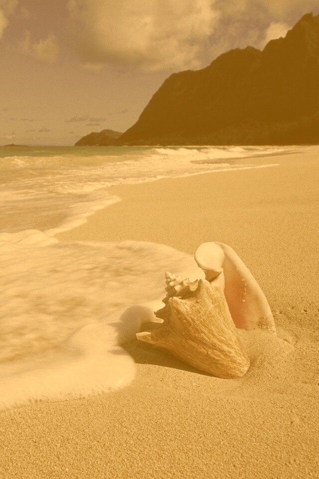 Морская раковина обои