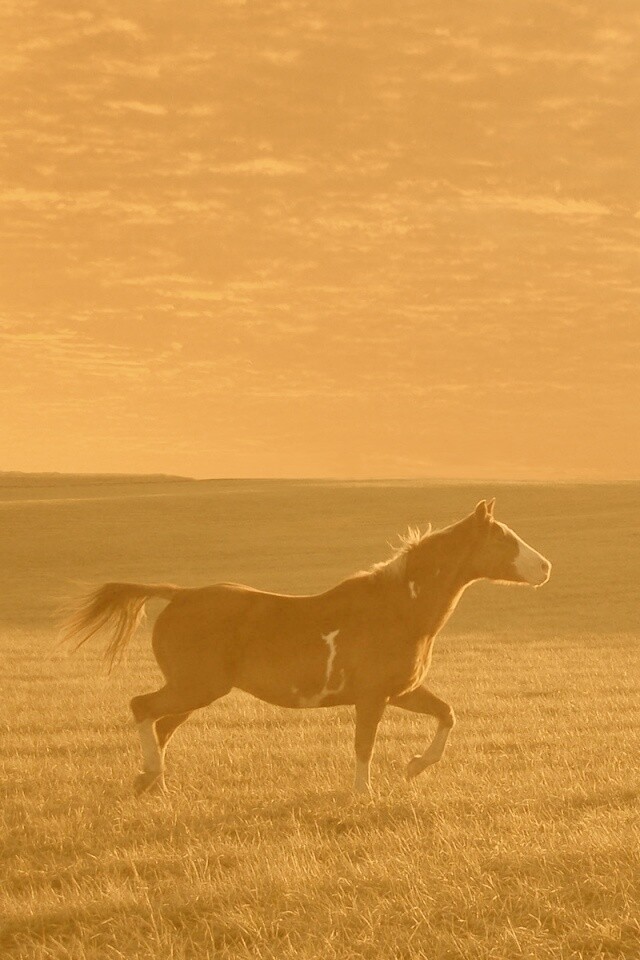 Мустанг обои