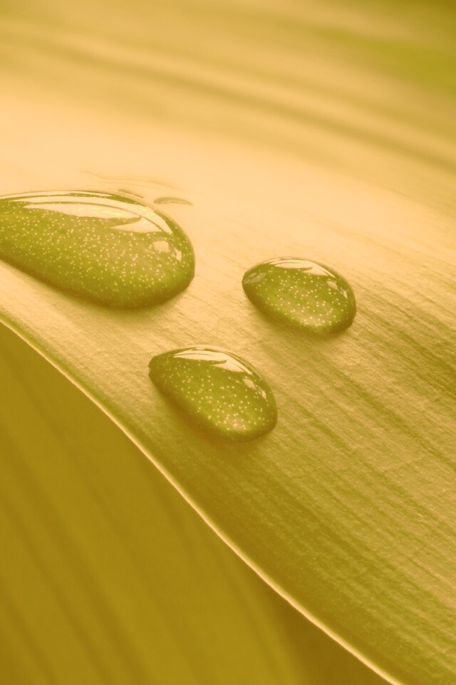 Капли на зеленом листе обои