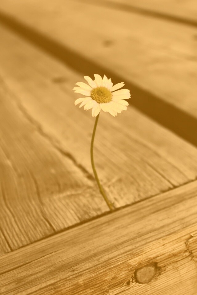 Жизнь среди смерти обои